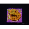 WYSIWYG RAH Montipora Orange Punch 11K4