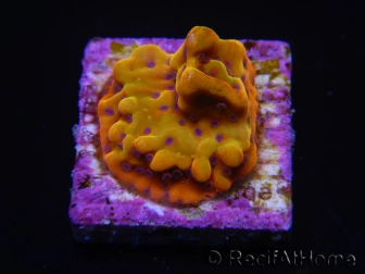 WYSIWYG RAH Montipora Orange Punch 11K5