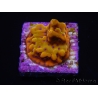 WYSIWYG RAH Montipora Orange Punch 11K5