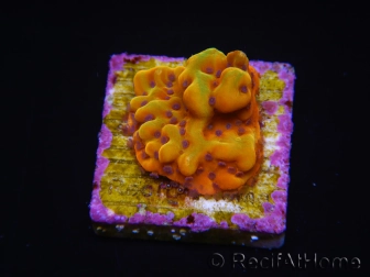 WYSIWYG RAH Montipora Orange Punch 11K6