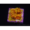 WYSIWYG RAH Montipora Orange Punch 11K6