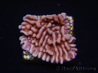 WYSIWYG JF Mean Streak Montipora 11L5