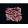 WYSIWYG JF Mean Streak Montipora 11L5