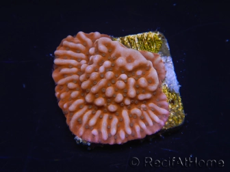 WYSIWYG RAH Montipora Princess Peach 11M3