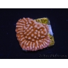 WYSIWYG RAH Montipora Princess Peach 11M3