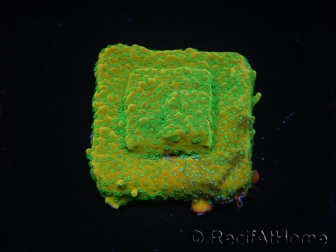 WYSIWYG RAH Montipora Acid Orange 11M5