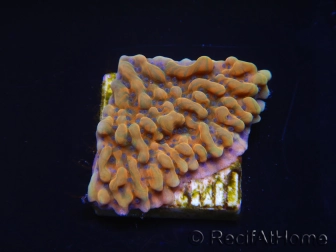 WYSIWYG JF Montipora Brain Freeze 11N4