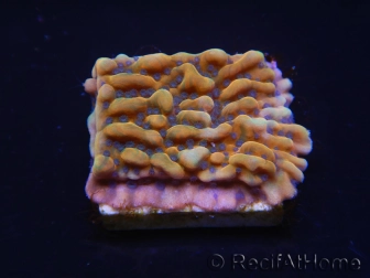 WYSIWYG JF Montipora Brain Freeze 11N5