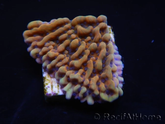 WYSIWYG JF Montipora Brain Freeze 11N6