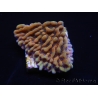 WYSIWYG JF Montipora Brain Freeze 11N6