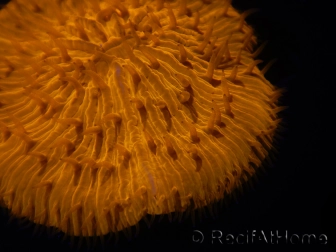 WYSIWYG Cycloseris sp Orange 25 (6 cm)