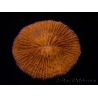 WYSIWYG Cycloseris sp Orange 26 (6 cm)