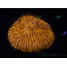 WYSIWYG Cycloseris sp Orange 24 (6 cm)