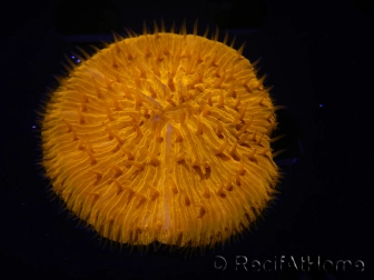 WYSIWYG Cycloseris sp Orange 25 (6 cm)