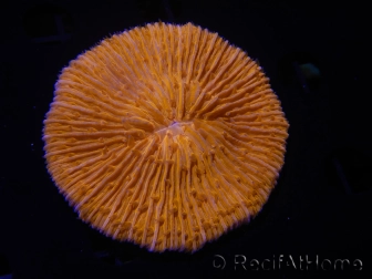 WYSIWYG Cycloseris sp Orange 26 (6 cm)