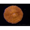 WYSIWYG Cycloseris sp Orange 26 (6 cm)