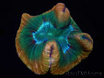 WYSIWYG - Trachyphyllia geoffroyi 11 (Skeleton 8 cm/Open 12 cm)