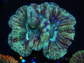 WYSIWYG - Trachyphyllia geoffroyi 7 (Skeleton 8 cm/Open 12 cm)