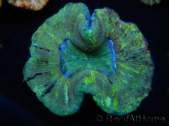 WYSIWYG - Trachyphyllia geoffroyi 9 (Skeleton 8 cm/Open 12 cm)