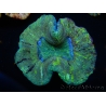 WYSIWYG - Trachyphyllia geoffroyi 9 (Skeleton 8 cm/Open 12 cm)