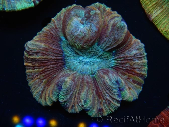 WYSIWYG - Trachyphyllia geoffroyi 10 (Skeleton 8 cm/Open 12 cm)