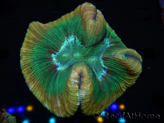 WYSIWYG - Trachyphyllia geoffroyi 11 (Skeleton 8 cm/Open 12 cm)