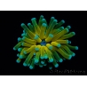 WYSIWYG - Euphyllia glabrescens ULTRA Tiger Torch (Mariculture acclimaté sous LED) 4