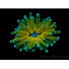 WYSIWYG - Euphyllia glabrescens ULTRA Tiger Torch (Mariculture acclimaté sous LED) 4