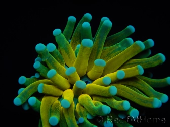 WYSIWYG - Euphyllia glabrescens ULTRA Tiger Torch (Mariculture acclimaté sous LED) 4