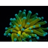 WYSIWYG - Euphyllia glabrescens ULTRA Tiger Torch (Mariculture acclimaté sous LED) 4