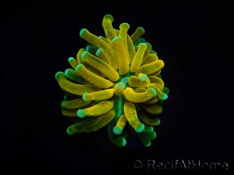 WYSIWYG - Euphyllia glabrescens ULTRA Tiger Torch (Mariculture acclimaté sous LED) 5