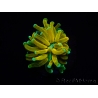 WYSIWYG - Euphyllia glabrescens ULTRA Tiger Torch (Mariculture acclimaté sous LED) 5