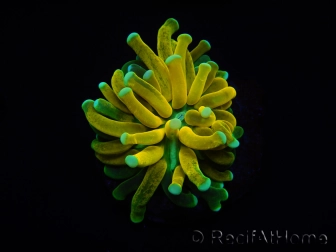 WYSIWYG - Euphyllia glabrescens ULTRA Tiger Torch (Mariculture acclimaté sous LED) 5