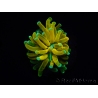 WYSIWYG - Euphyllia glabrescens ULTRA Tiger Torch (Mariculture acclimaté sous LED) 5