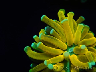 WYSIWYG - Euphyllia glabrescens ULTRA Tiger Torch (Mariculture acclimaté sous LED) 5