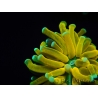 WYSIWYG - Euphyllia glabrescens ULTRA Tiger Torch (Mariculture acclimaté sous LED) 5