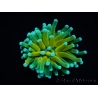 WYSIWYG - Euphyllia glabrescens ULTRA Tiger Torch (Mariculture acclimaté sous LED) 4