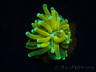 WYSIWYG - Euphyllia glabrescens ULTRA Tiger Torch (Mariculture acclimaté sous LED) 5