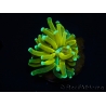 WYSIWYG - Euphyllia glabrescens ULTRA Tiger Torch (Mariculture acclimaté sous LED) 5