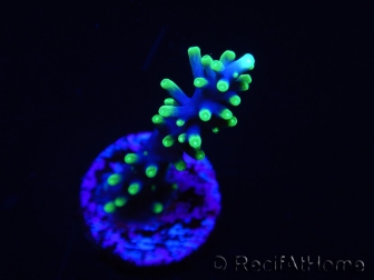 WYSIWYG RAH Acropora carduus Black Dragon 5U2