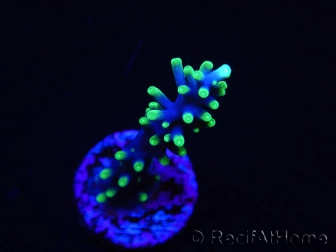 WYSIWYG RAH Acropora carduus Black Dragon 5U2