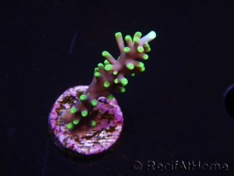 WYSIWYG RAH Acropora carduus Black Dragon 5U2