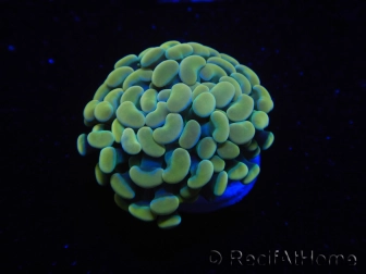 WYSIWYG Euphyllia paraancora Bicolor (Mariculture acclimaté sous LED) 4A1