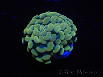 WYSIWYG Euphyllia paraancora Bicolor (Mariculture acclimaté sous LED) 4A1