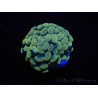 WYSIWYG Euphyllia paraancora Bicolor (Mariculture acclimaté sous LED) 4A1