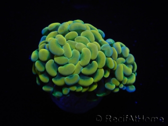 WYSIWYG Euphyllia paraancora Bicolor (Mariculture acclimaté sous LED) 4A5