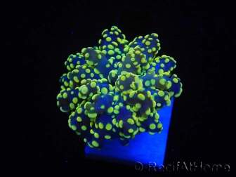 WYSIWYG Euphyllia paradivisa Orange Ultra (Mariculture acclimaté sous LED) 10I1