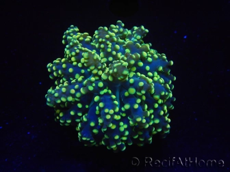 WYSIWYG Euphyllia paradivisa Orange Ultra (Mariculture acclimaté sous LED) 10I4