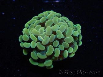 WYSIWYG Euphyllia paraancora Bicolor (Mariculture acclimaté sous LED) 4A1