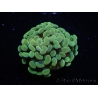 WYSIWYG Euphyllia paraancora Bicolor (Mariculture acclimaté sous LED) 4A1